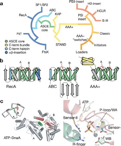 triple aaa atpases are characteristic of which molecules